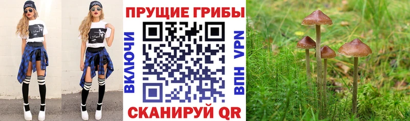 Купить где  Ершов  Псилоцибиновые грибы мухоморы 